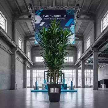 Аренда Драцены Джанет Кейг в зале «Чайка» (Морпорт) — ART SPACE