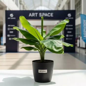 Аренда Пальма банановая малая в Университете «Сириус» — ART SPACE